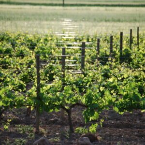 Viñedo de Bodegas El Lagar de Isilla